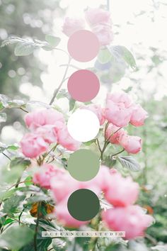 some pink flowers and green leaves on a sunny day