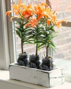 some orange flowers are sitting in a window sill