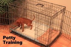 a brown dog standing inside of a metal cage