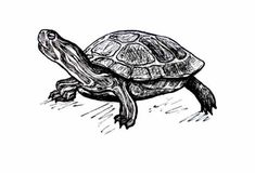 a black and white drawing of a turtle with its head turned to the side,