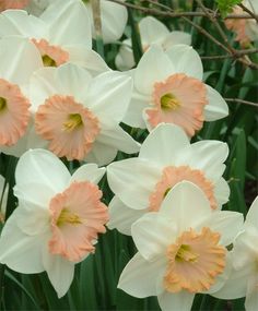 many white and orange flowers with green stems