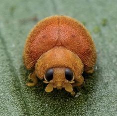 a close up view of a bug on a leaf with its eyes closed and head turned to the side