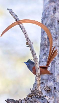 a small bird is perched on a tree branch