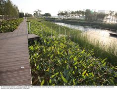 the boardwalk is surrounded by tall grass and plants