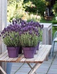 purple potted plants sitting on a wooden table