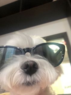 a small white dog wearing sunglasses on top of it's head and looking at the camera