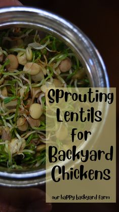 sprouting lentils for backyard chickens in a metal bowl with text overlay