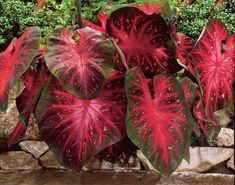 PRICES MAY VARY. Title: Caladium-Red-Flash-6-Bulbs-Thrives-in-Heat-and-Humidity-Elephant-Ears. Product Type: Categories Fall Bulb Planting, Mushroom Compost, Elephant Ear Plant, نباتات منزلية, Fall Bulbs, Zone 9, Plants To Grow, Elephant Ears, Tropical Foliage