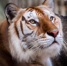 a close up of a tiger looking off into the distance