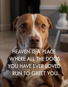 a brown and white dog laying on top of a floor next to a wall with a quote about heaven is a place where all the dogs you have ever loved run to greet