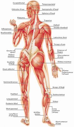 the muscles and their major skeletal systems are labeled in this diagram, with labels on each side