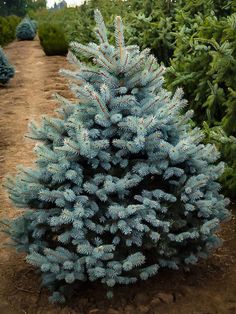 a blue fir tree in the middle of a field