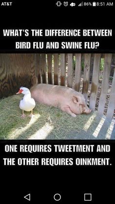 a pig laying on the ground next to a fence and a duck standing in front of it