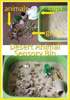 two pictures showing the different parts of a desert animal activity bin and how to use it