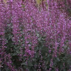 purple flowers are blooming in the garden