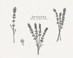 lavender hand drawn illustration on white paper with text that reads lavender and other flowers in black ink