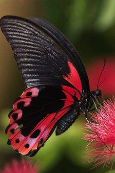 a red and black butterfly sitting on top of a pink flower