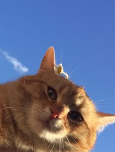 an orange cat with a tiny white flower on it's head looking up at the sky