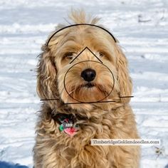 a dog with a triangle on its head in the snow