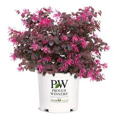 a potted plant with purple flowers in it on a white background and the words pw proven winners