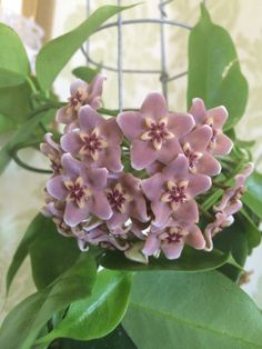 purple flowers are in a vase with green leaves