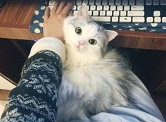 a white and gray cat sitting on top of a person's lap next to a keyboard