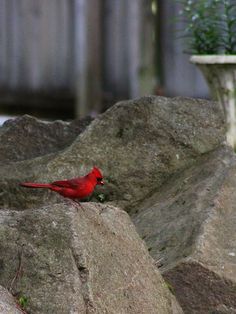 a red bird is sitting on some rocks