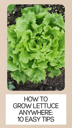 lettuce growing in the garden with text overlay how to grow lettuce anywhere 10 easy tips