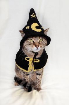 a cat wearing a knit hat and scarf