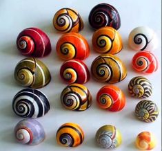 there are many different types of snails on the table together and one is black, yellow, red, orange, and white