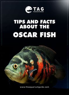 a fish with the words tips and fact about the oscar fish on it's side