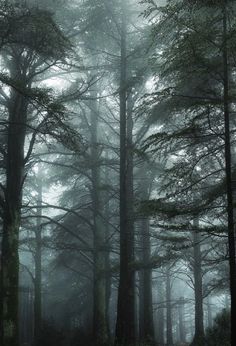 a forest filled with lots of tall trees covered in fog and mistgy skies above