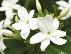 Jasmine Sambac Silky Smooth Body Butter - Bay Harbor Beauty Arabian Jasmine, Tropical Wedding Flowers, Jasmine Essential Oil, Beach Wedding Flowers, Australian Plants, Diy Wedding Flowers, Tropical Wedding