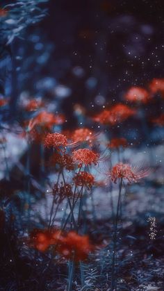 some red flowers are growing in the grass