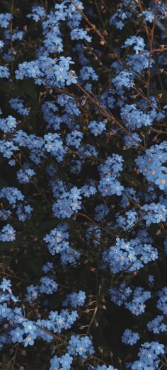 the blue flowers are blooming all over the place