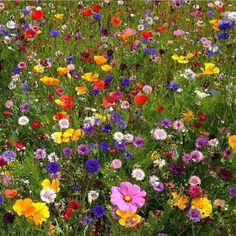 a field full of different colored flowers