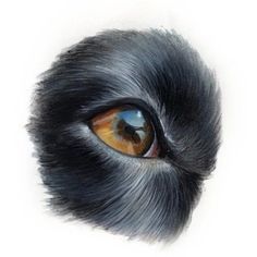 an animal's eye is shown in this drawing