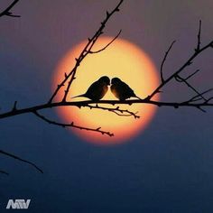 two birds sitting on top of a tree branch in front of the sun with their beaks touching