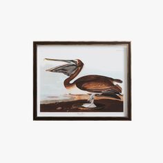 two brown pelicans sitting on top of a body of water