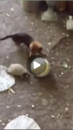 two dogs are playing with each other in the dirt and ice cubes on the ground