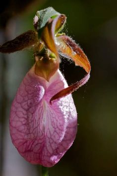 a close up of a pink flower with water droplets on it