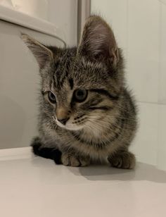 a small kitten sitting on top of a white counter