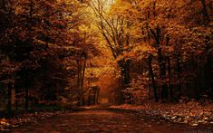 a dirt road surrounded by trees with leaves on the ground