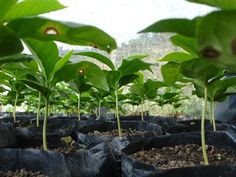 the plants are growing in the plastic bags