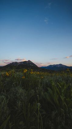 the sun is setting over mountains and wildflowers