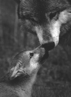 two wolfs face to face with each other in front of the camera, black and white photograph