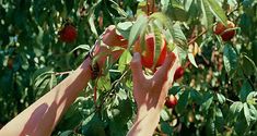 two hands reaching up to pick fruit from a tree in an apple orchard with lots of green leaves