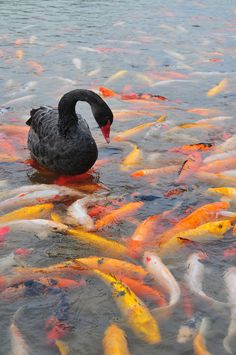 a black swan sitting on top of a body of water filled with fish