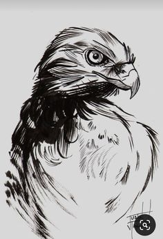 a black and white drawing of an eagle