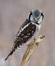 an owl sitting on top of a tree branch